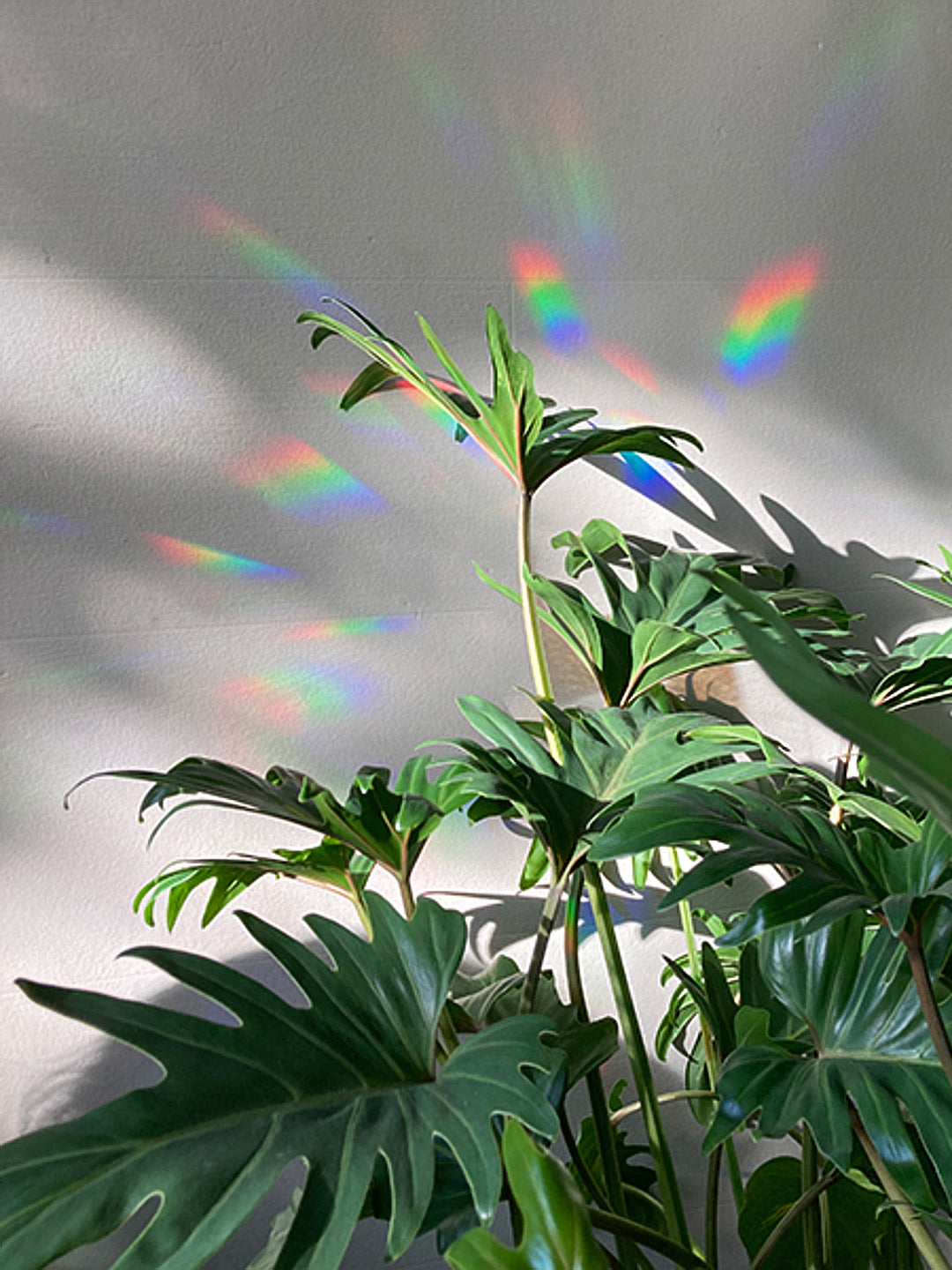 Rainbow Maker  You Are the Sunshine