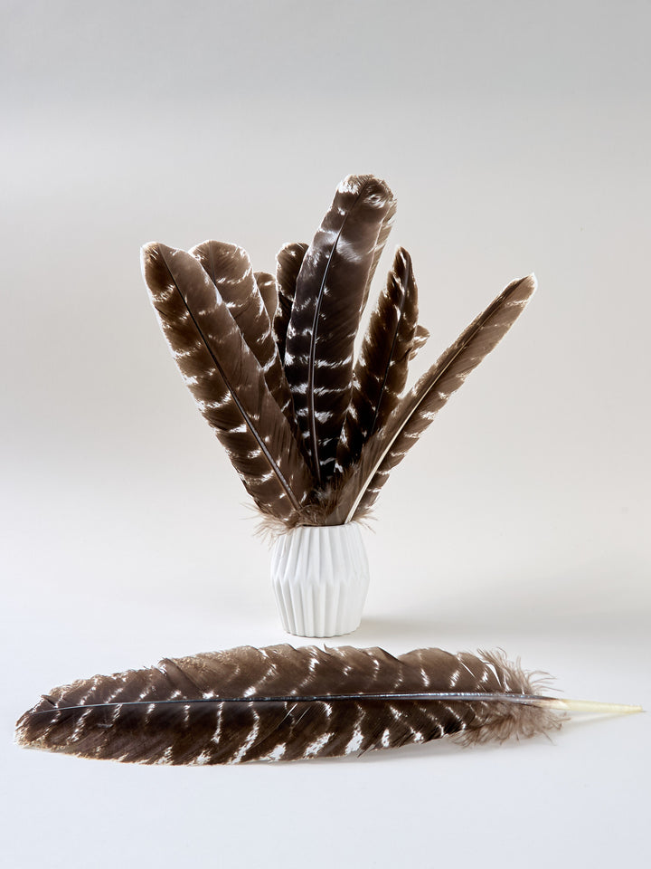 Feder Truthahnflügel