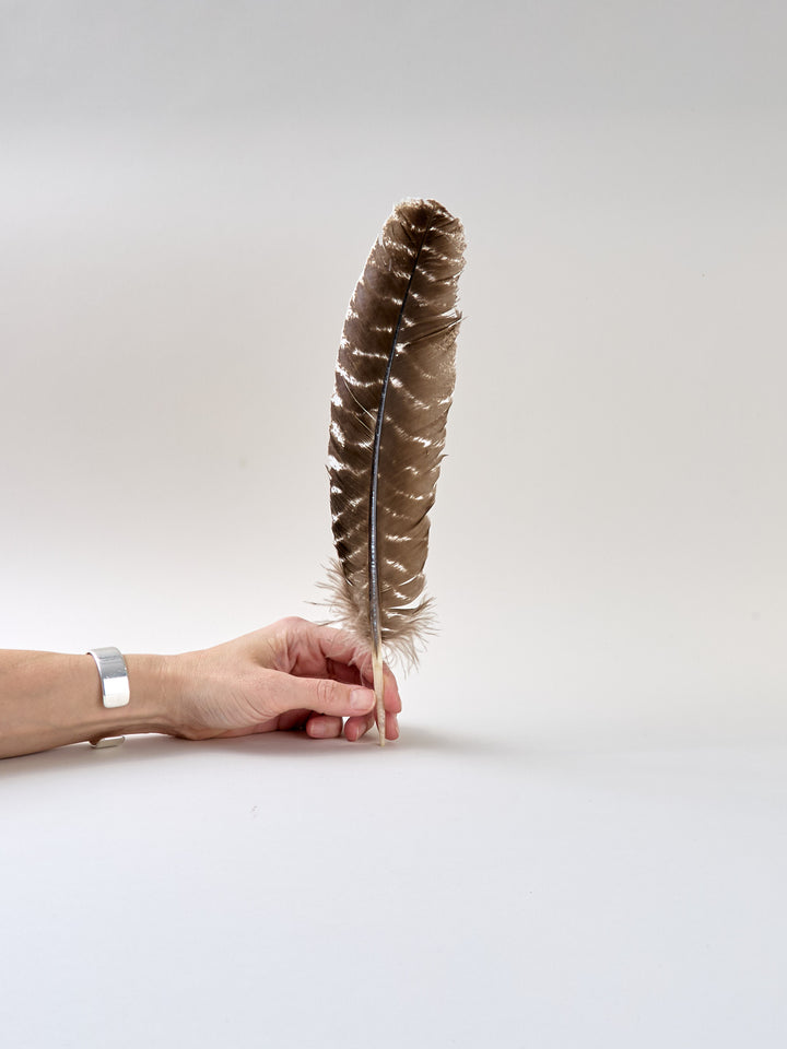 Feder Truthahnflügel